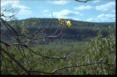 APII jpeg image of Cochlospermum gillivraei  © contact APII