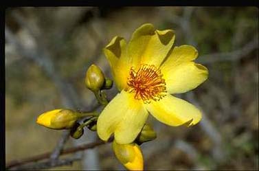 APII jpeg image of Cochlospermum gillivraei  © contact APII