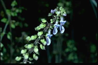 APII jpeg image of Floscopa paniculatus  © contact APII