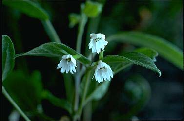 APII jpeg image of Aristotelia australasica  © contact APII