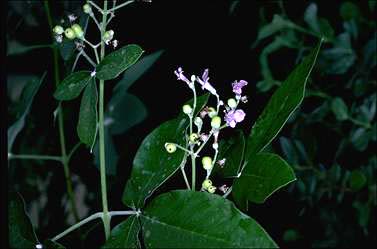 APII jpeg image of Vitex trifolia var. trifolia  © contact APII