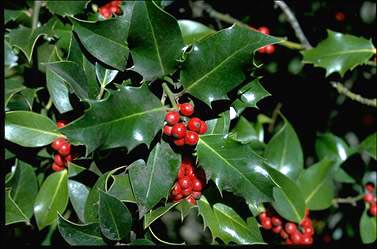 APII jpeg image of Ilex aquifolium  © contact APII