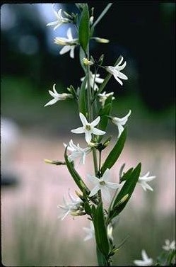 APII jpeg image of Cyphanthera anthocercidea  © contact APII