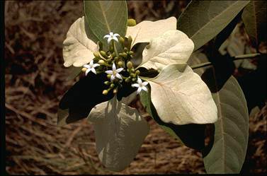 APII jpeg image of Coelospermum decipiens  © contact APII