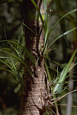 APII jpeg image of Pandanus gemmifer  © contact APII