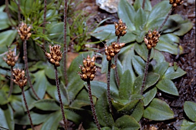 APII jpeg image of Plantago alpestris  © contact APII