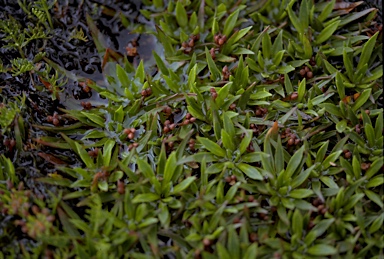 APII jpeg image of Plantago glacialis  © contact APII