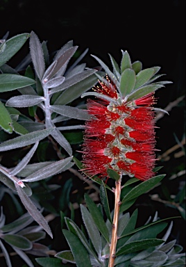 APII jpeg image of Callistemon comboynensis  © contact APII