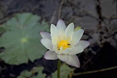 APII jpeg image of Nymphaea violacea  © contact APII