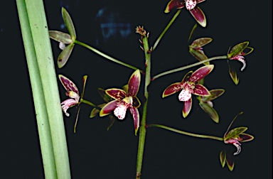 APII jpeg image of Cymbidium canaliculatum  © contact APII