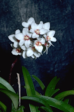 APII jpeg image of Sarcochilus hartmannii  © contact APII