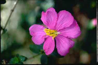 APII jpeg image of Osbeckia rubicunda  © contact APII