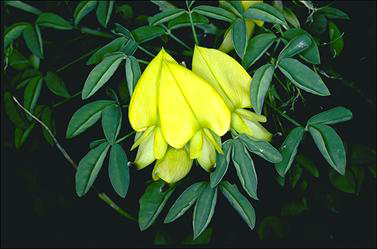 APII jpeg image of Crotalaria laburnifolia  © contact APII