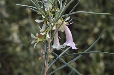 APII jpeg image of Eremophila oppositifolia subsp. oppositifolia  © contact APII