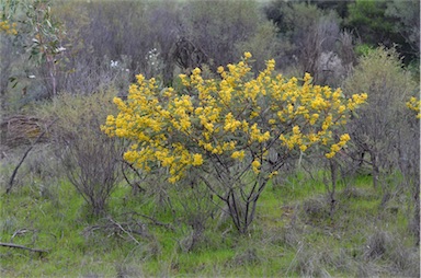 APII jpeg image of Acacia notabilis  © contact APII