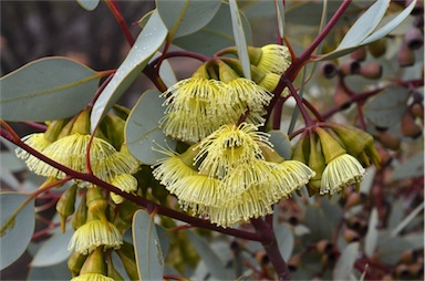 APII jpeg image of Eucalyptus pimpiniana  © contact APII