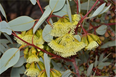 APII jpeg image of Eucalyptus pimpiniana  © contact APII