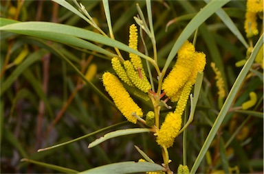 APII jpeg image of Acacia undoolyana  © contact APII