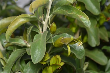 APII jpeg image of Eremophila serrulata  © contact APII