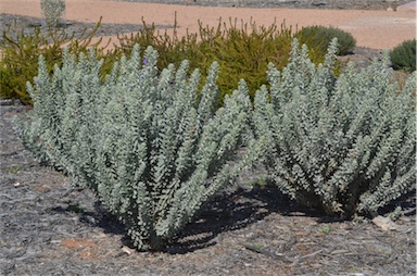 APII jpeg image of Eremophila mackinlayi subsp. spathulata  © contact APII