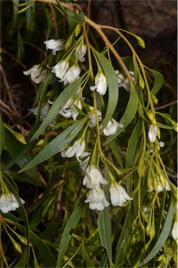 APII jpeg image of Eremophila santalina  © contact APII