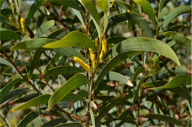 APII jpeg image of Acacia cowleana  © contact APII