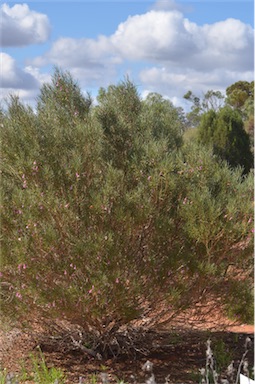 APII jpeg image of Eremophila rostrata  © contact APII