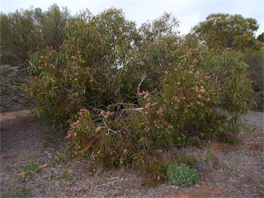 APII jpeg image of Eucalyptus lansdowneana  © contact APII