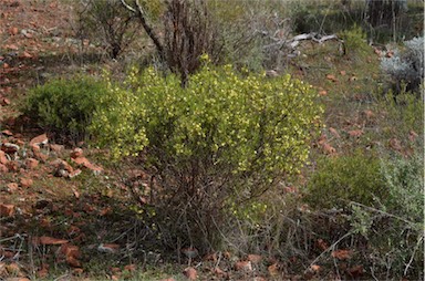 APII jpeg image of Dodonaea lobulata  © contact APII