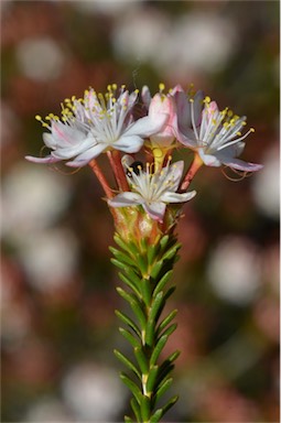 APII jpeg image of Calytrix involucrata  © contact APII