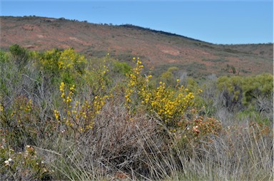 APII jpeg image of Acacia continua  © contact APII