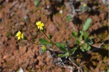 APII jpeg image of Goodenia pusilliflora  © contact APII