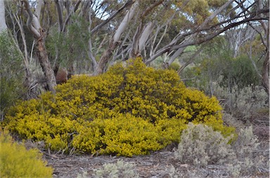 APII jpeg image of Acacia sclerophylla var. sclerophylla  © contact APII