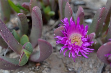 APII jpeg image of Carpobrotus rossii  © contact APII