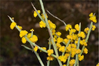 APII jpeg image of Acacia spinescens  © contact APII