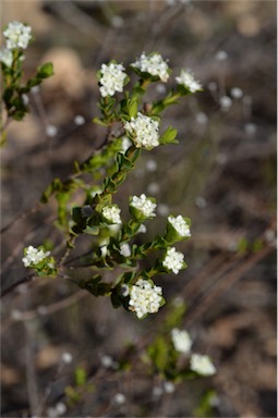 APII jpeg image of Pimelea flava subsp. dichotoma  © contact APII