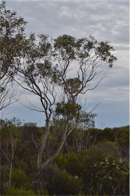 APII jpeg image of Eucalyptus diversifolia subsp. diversifolia  © contact APII