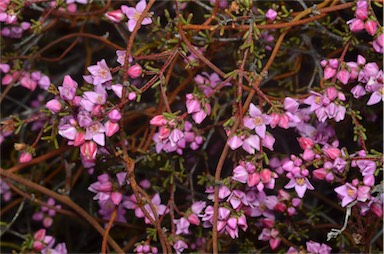 APII jpeg image of Boronia inornata  © contact APII