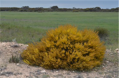 APII jpeg image of Acacia rigens  © contact APII