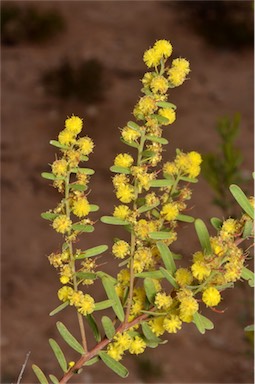 APII jpeg image of Acacia microcarpa  © contact APII