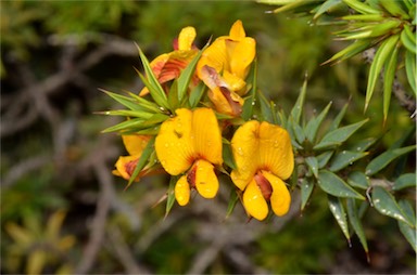 APII jpeg image of Pultenaea rigida  © contact APII