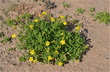 APII jpeg image of Senecio spanomerus  © contact APII