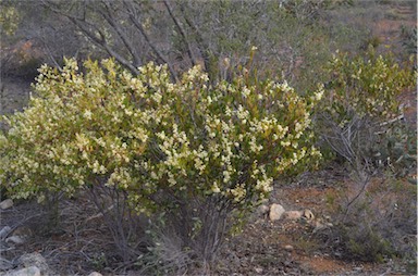 APII jpeg image of Acacia myrtifolia  © contact APII