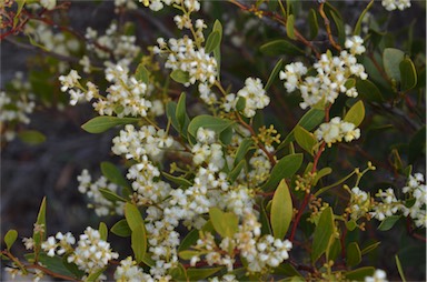 APII jpeg image of Acacia myrtifolia  © contact APII