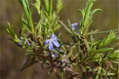 APII jpeg image of Scaevola linearis subsp. linearis  © contact APII