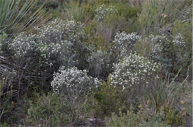 APII jpeg image of Spyridium leucopogon  © contact APII