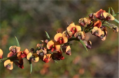 APII jpeg image of Daviesia asperula subsp. obliqua  © contact APII