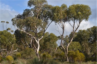 APII jpeg image of Eucalyptus cladocalyx  © contact APII