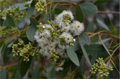 APII jpeg image of Eucalyptus lansdowneana  © contact APII