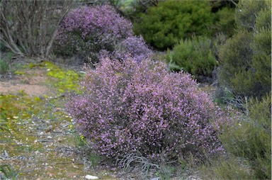 APII jpeg image of Boronia inornata subsp. leptophylla  © contact APII